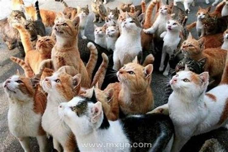 梦见群猫是什么意思啊？