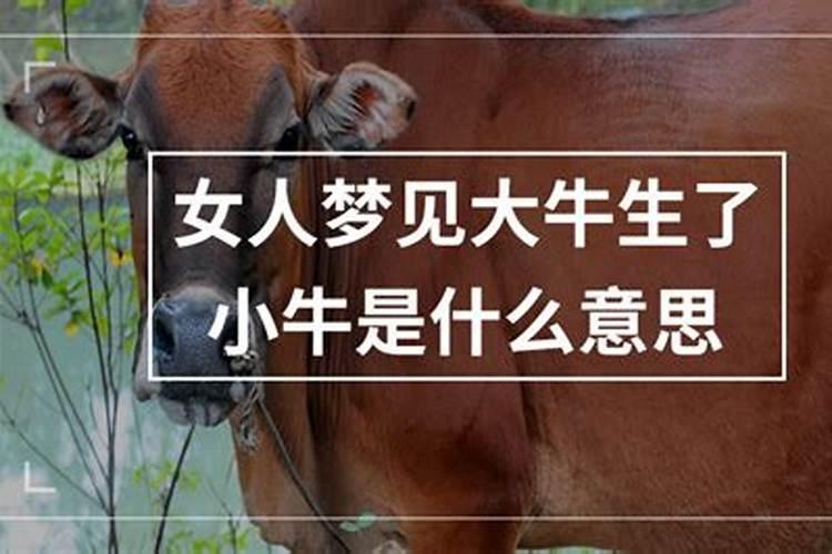 梦见牛生小牛是什么意思女人？