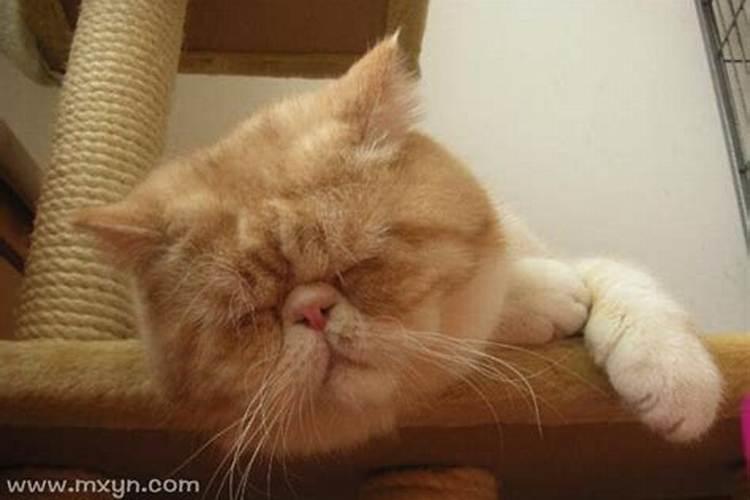 梦见猫说话
