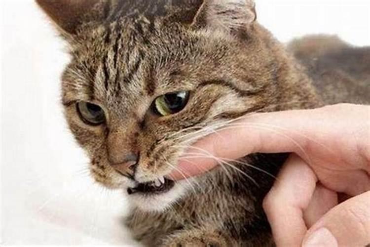 梦到被猫扑倒怀里撒欢什么意思？