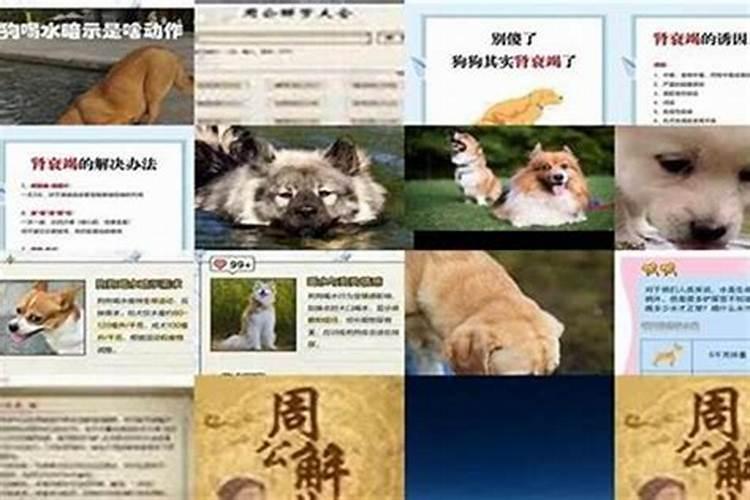 梦见狗意味着什么意思？