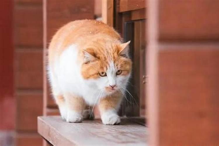 养猫与生肖的禁忌