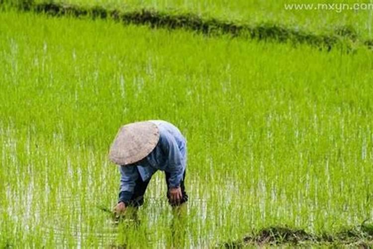 梦见叔婶们在地里干活什么意思呀？