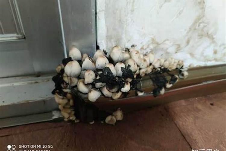 家里长蘑菇什么预兆？