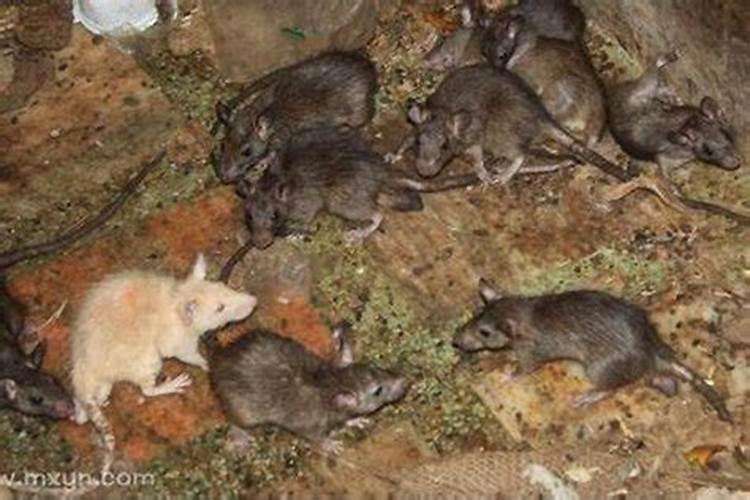 梦见家里进了老鼠并被猫逮住