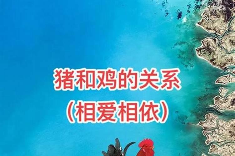 木猪和土鸡合婚吗？