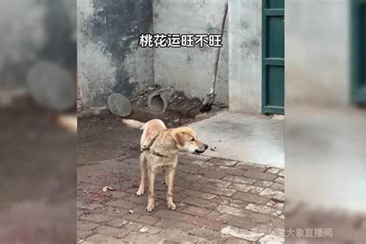 问狗今年运势旺不旺