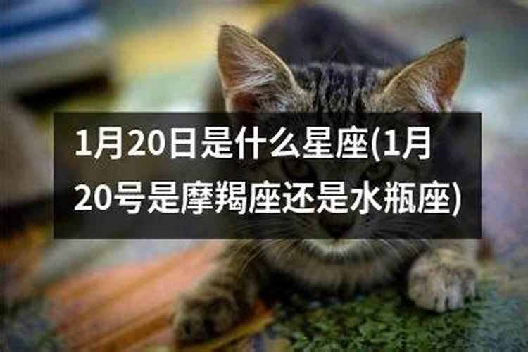 1月20号是摩羯还是水瓶