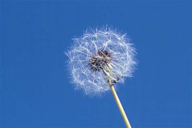 射手座的幸运花是啥