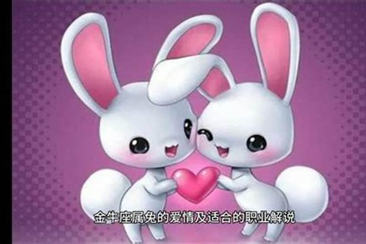 属兔人对待感情态度