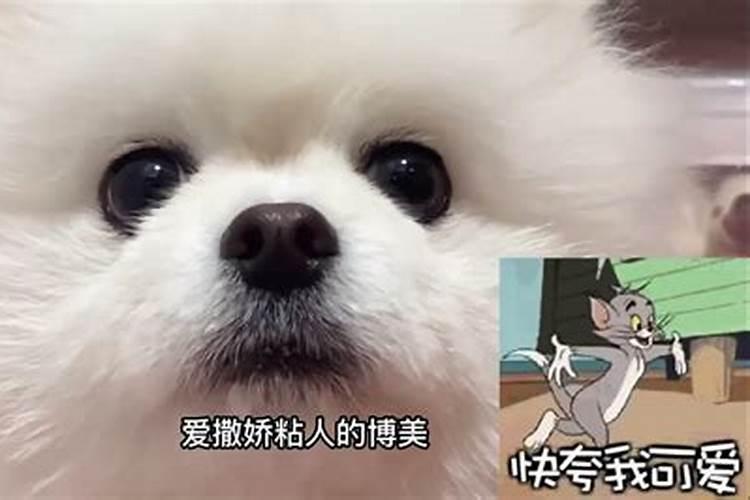 十二星座适合养哪种狗狗