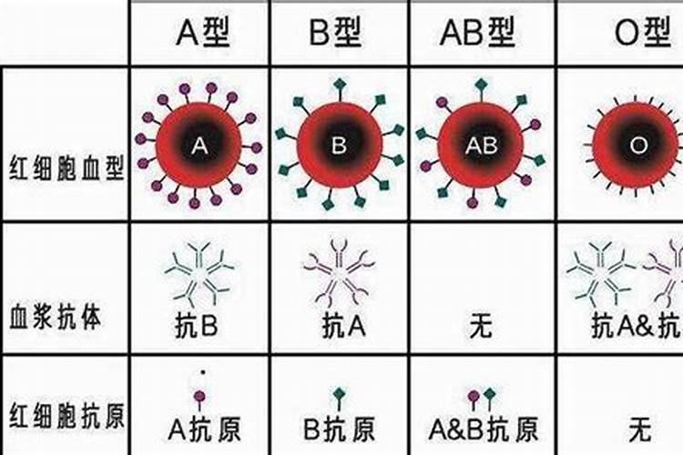 abo中有什么信息素