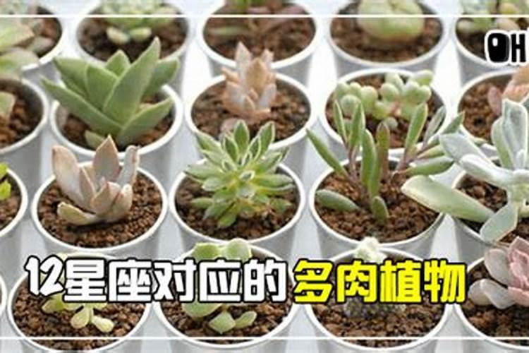 唯一克双鱼座的星座多肉植物