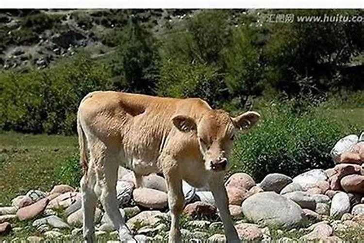 梦见牛生小牛预示什么预兆呢？