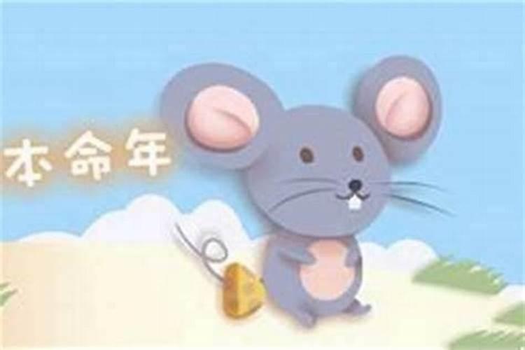 本命年财运怎么样属鼠？