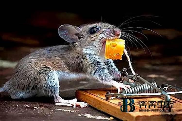 梦见老鼠咬坏家里东西