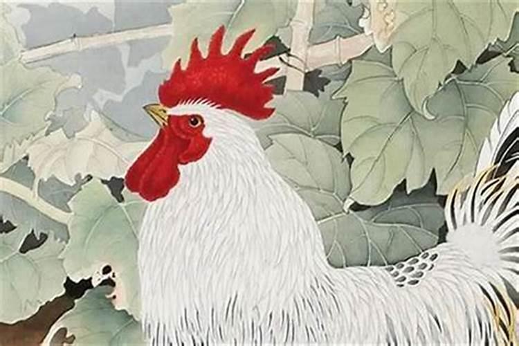 属鸡今年运势怎么样？