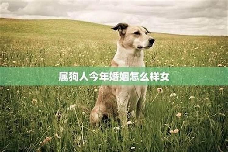 属狗的女人今年的运势