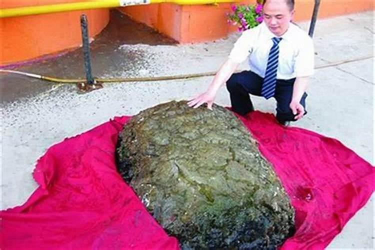 挖到太岁的人怎么处理？