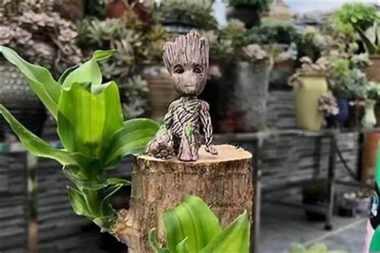 巴西木上的小人叫啥？