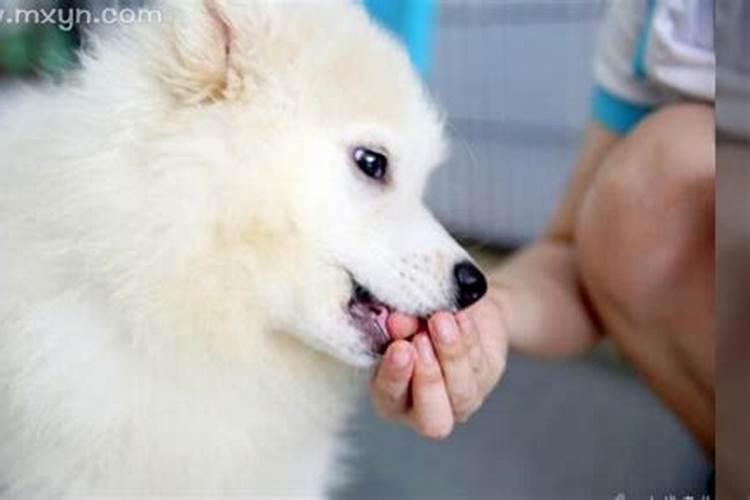 梦见狗咬自己的手不放怎么化解？