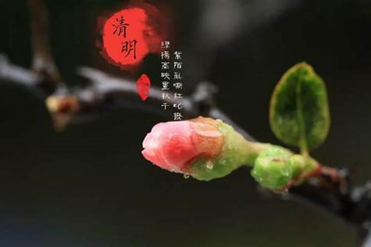 清明节不能上坟的生肖