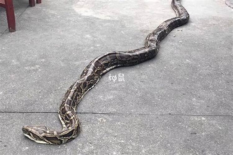梦见白色的蟒蛇是什么预兆？