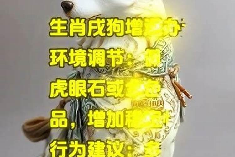 2025年女狗运势如何？
