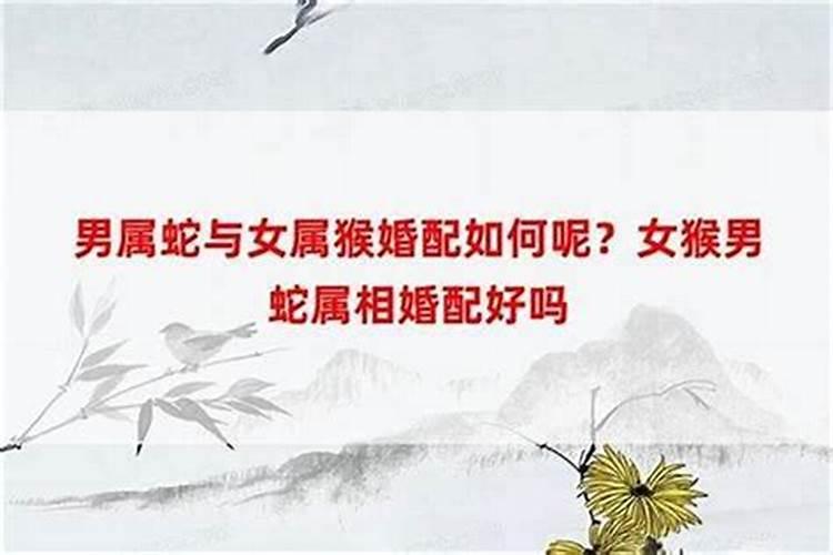 蛇男和女猴合婚吗？