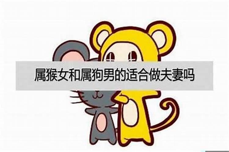 属猴女与属狗男合婚吗？