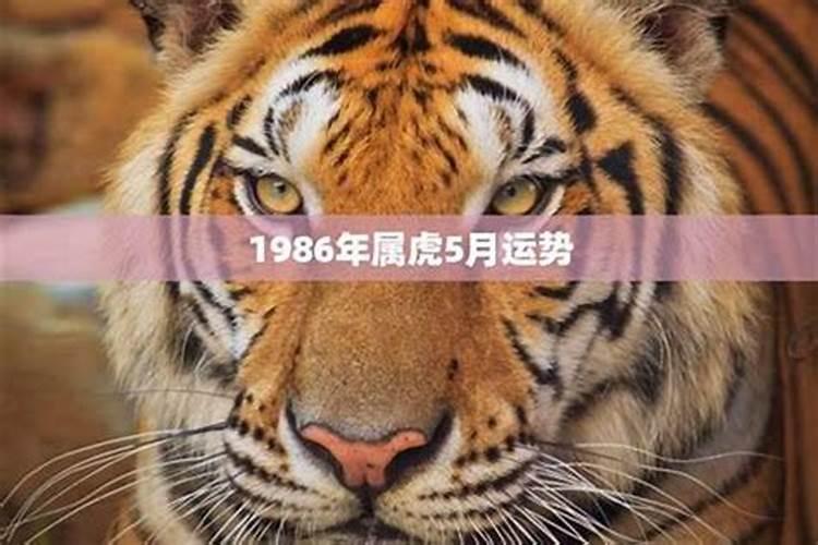 86年男人属虎一生运势