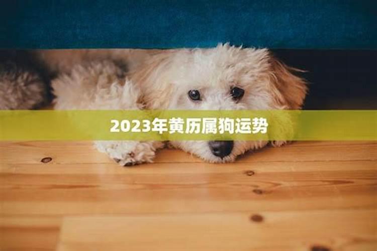 82年属狗2025感情运势如何？
