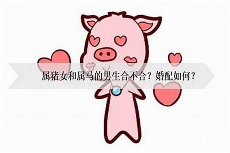 男属鸡女属猪合婚吗？