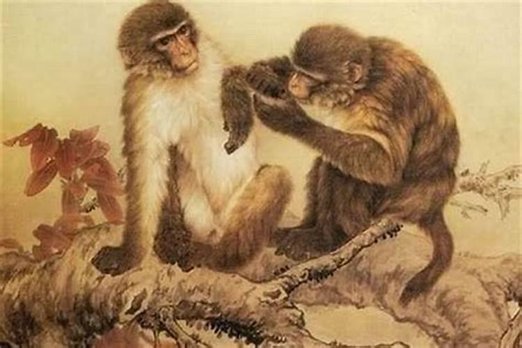 1968属猴的今年运势怎么样？