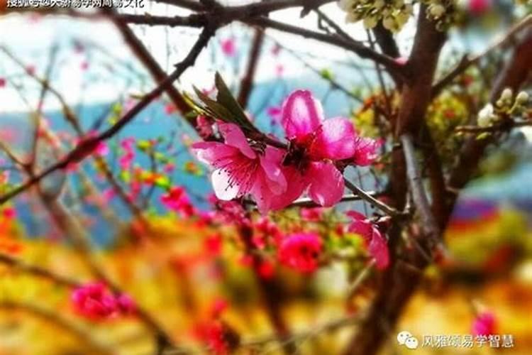 红艳桃花煞有好处吗？