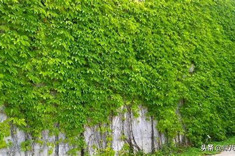 梦到爬山虎说明什么？