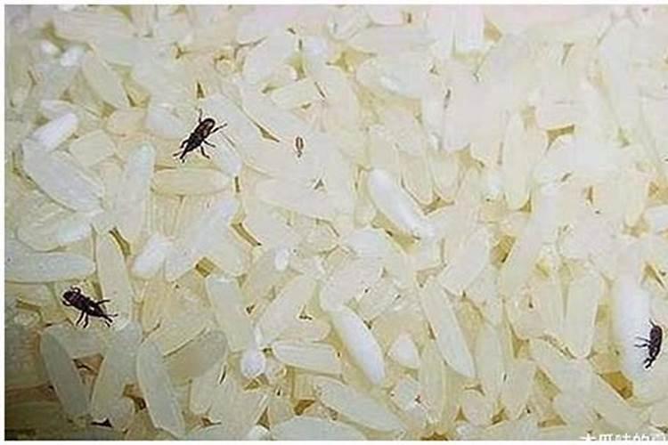 梦见大米生了好多虫子是什么意思？