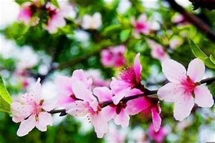 八字命理怎么看你的桃花运？