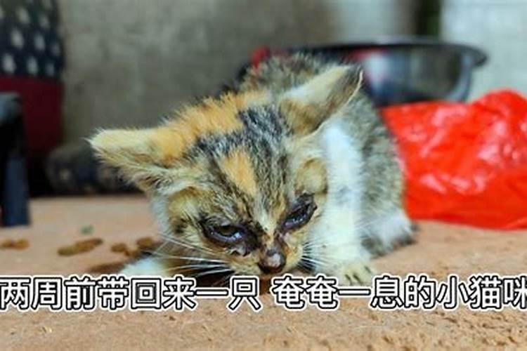 梦见供桌上奄奄一息的猫