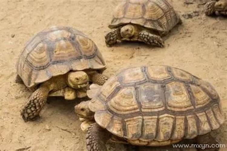 梦见很多乌龟马路上？