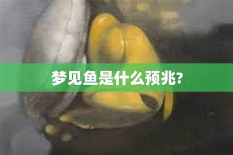 梦见黑色鱼是什么预兆？
