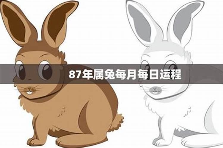 属兔2025年运程87年情感