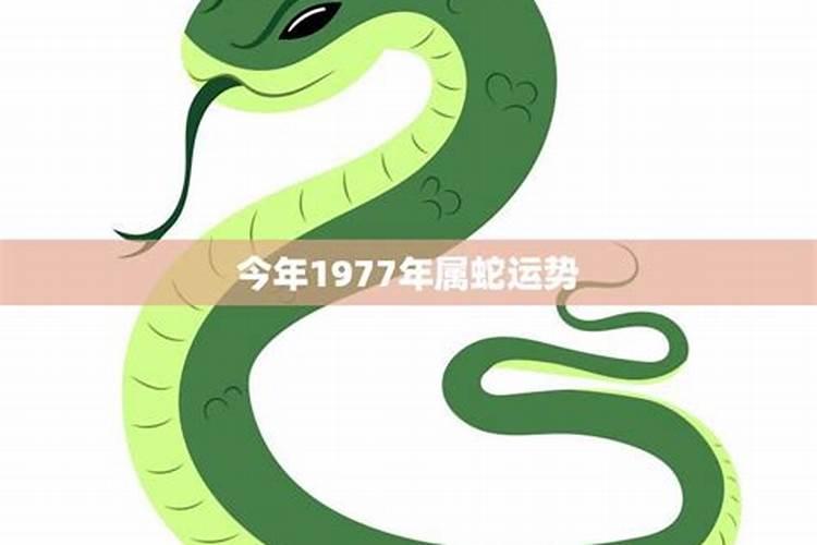 1977年11月份属蛇运势如何？