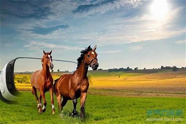 三月十五马的命运如何？