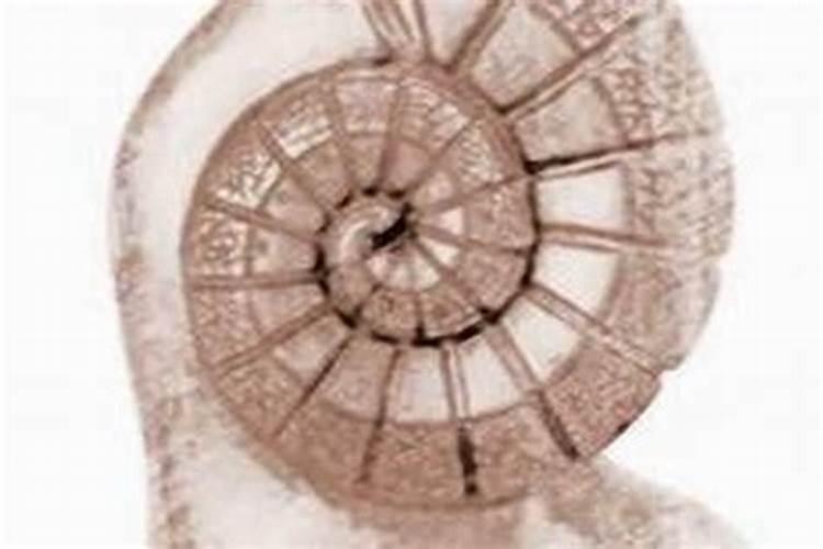 四月羊和五月蛇合婚吗？