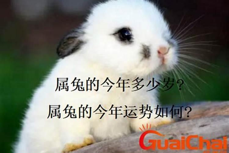 29岁属兔的今年运势