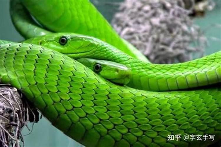 梦到巨蛇是什么征兆？