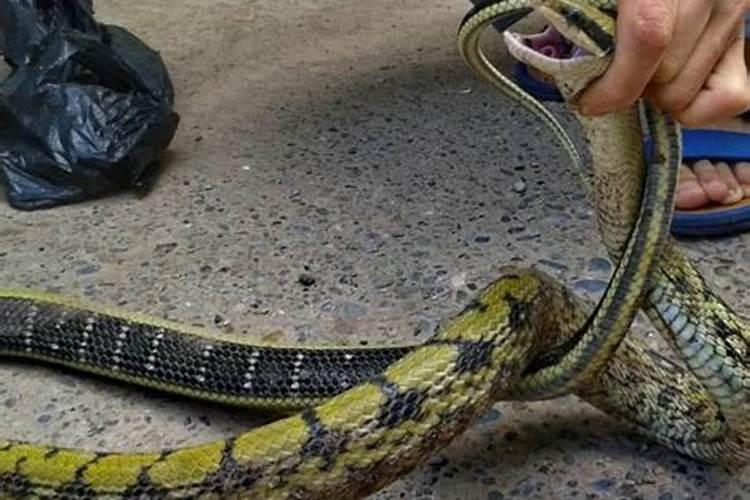 梦见哥哥去世了还遇见一条蛇