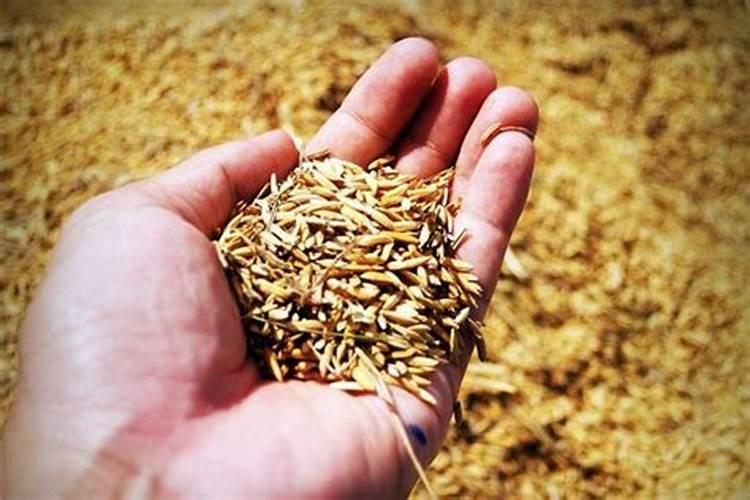 梦到种地播种什么意思？