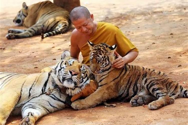 梦见老虎和老虎拥抱